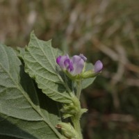 <i>Cullen corylifolium</i>  (L.) Medik.